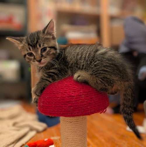 C321 LITTER ELMER - Domestic Short Hair / Tabby available for adoption