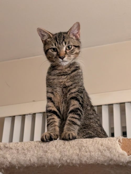 C321 LITTER ELMER - Domestic Short Hair / Tabby for adoption in Ann Arbor