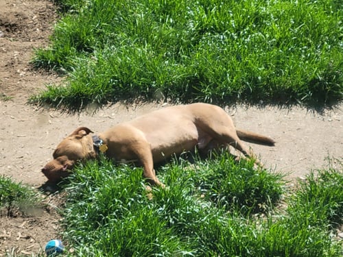 TEDDY - American Pit Bull Terrier available for adoption