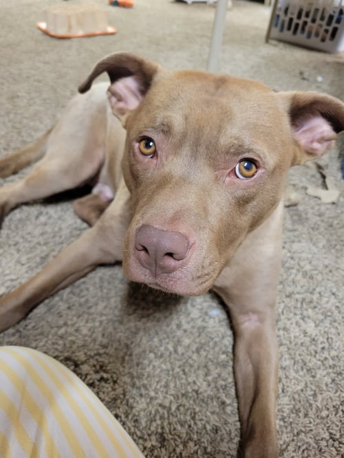 TEDDY - American Pit Bull Terrier available for adoption