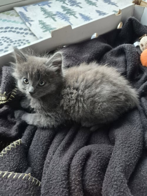 C340 LITTER RAIN - Domestic Long Hair for adoption in Ann Arbor