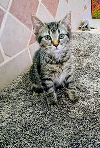 Niko (Bonded with Kirby) - Photo 2