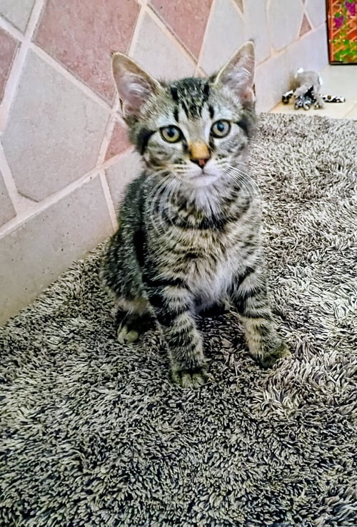 NIKO (BONDED WITH KIRBY) - Domestic Short Hair / Tabby available for adoption