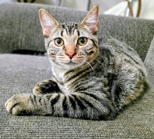 NIKO (BONDED WITH KIRBY) - Domestic Short Hair / Tabby available for adoption