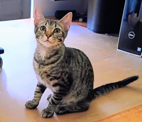 NIKO (BONDED WITH KIRBY) - Domestic Short Hair / Tabby available for adoption