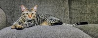 Niko (Bonded with Kirby) Pending Adoption - Photo 3