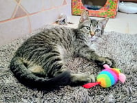 Niko (Bonded with Kirby) - Photo 6