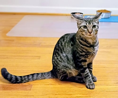 NIKO (BONDED WITH KIRBY) - Domestic Short Hair / Tabby available for adoption