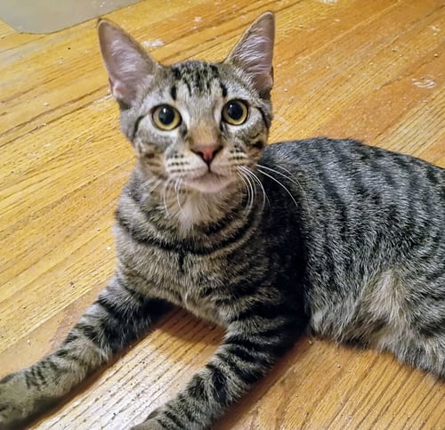 NIKO (BONDED WITH KIRBY) - Domestic Short Hair / Tabby available for adoption