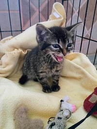 Niko (Bonded with Kirby) - Photo 7