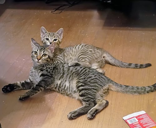 NIKO (BONDED WITH KIRBY) - Domestic Short Hair / Tabby available for adoption