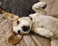 Millie - ADOPTION PENDING - Photo 1