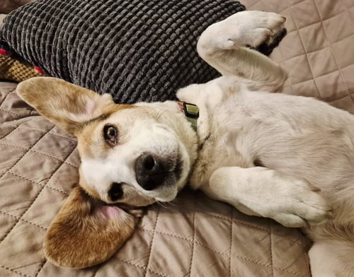 MILLIE - ADOPTION PENDING - Beagle available for adoption