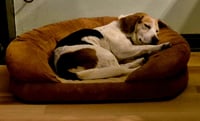 Millie - ADOPTION PENDING - Photo 2