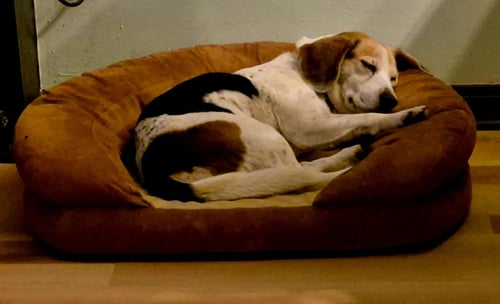 MILLIE - ADOPTION PENDING - Beagle available for adoption
