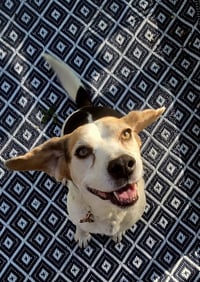 Millie - ADOPTION PENDING - Photo 4
