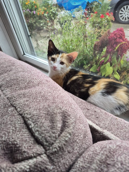 C326 LITTER LOTUS - Domestic Medium Hair / Calico for adoption in Ann Arbor