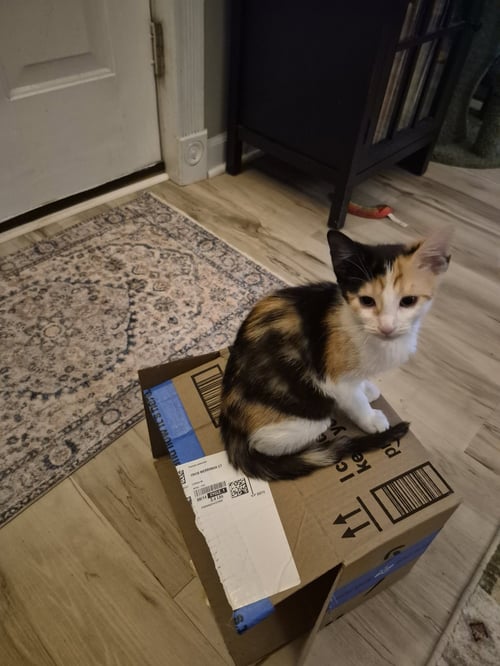C326 LITTER LOTUS - Domestic Medium Hair / Calico available for adoption