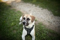 Chance - Photo 10