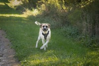 Chance - Photo 5