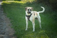 Chance - Photo 2