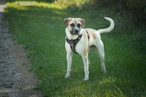 CHANCE - Anatolian Shepherd / Catahoula Leopard Dog available for adoption