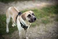 Chance - Photo 7