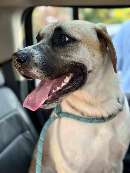 CHANCE - Anatolian Shepherd / Catahoula Leopard Dog available for adoption
