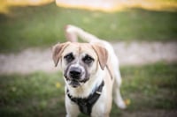 Chance - Photo 6