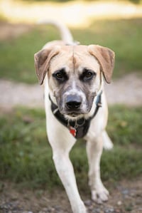Chance - Photo 3