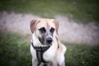 Chance - Photo 4