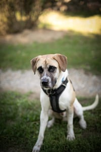 Chance - Photo 9