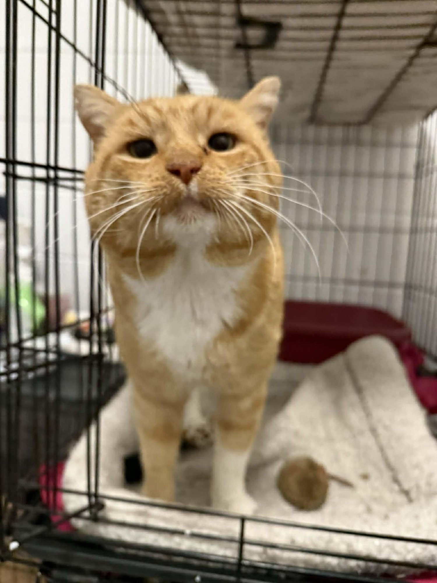 CHARLIE - Domestic Short Hair / Tabby available for adoption