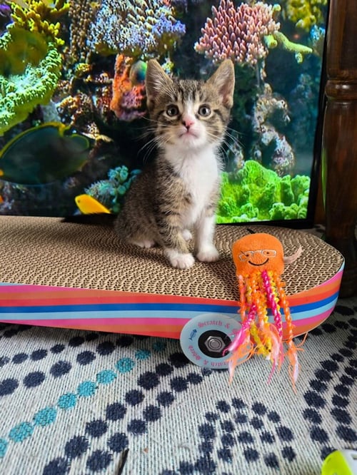 C328 LITTER JOEY-ADOPTED - Domestic Short Hair / Tabby available for adoption