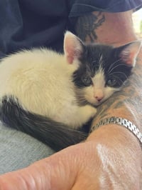 C319 Litter Maeve - Photo 3