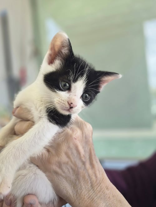 C319 LITTER MAEVE - Domestic Short Hair available for adoption