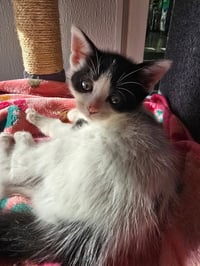 C319 Litter Maeve - Photo 4
