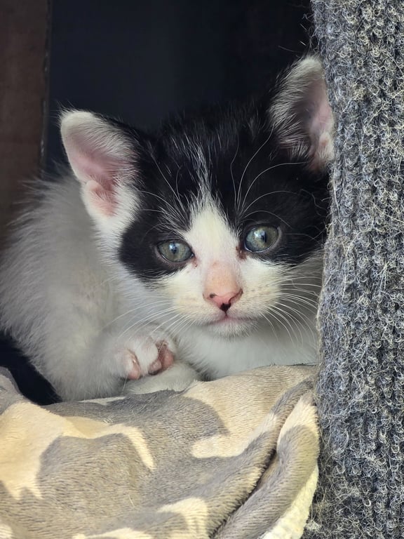 C319 Litter Maeve Image