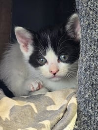 C319 Litter Maeve - Photo 1