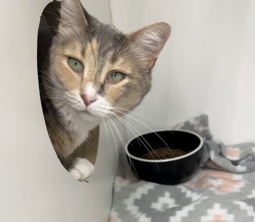 DAISY - Domestic Short Hair available for adoption