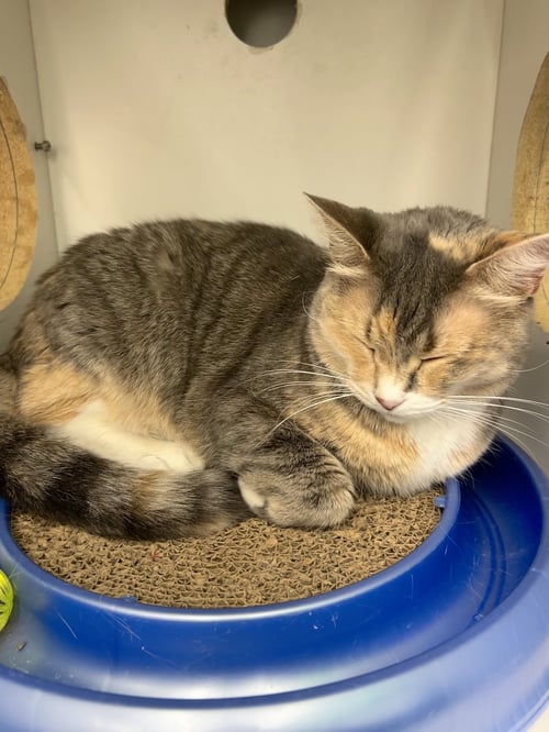 DAISY - Domestic Short Hair available for adoption