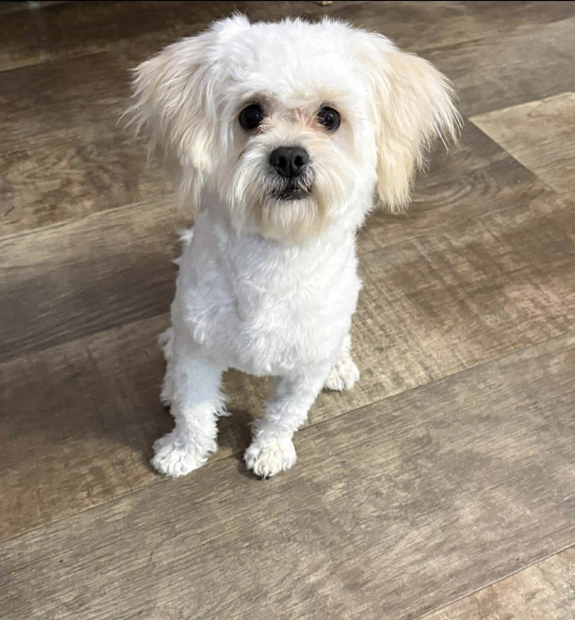 ROCKI APPLICATIONS CLOSED - Maltese available for adoption