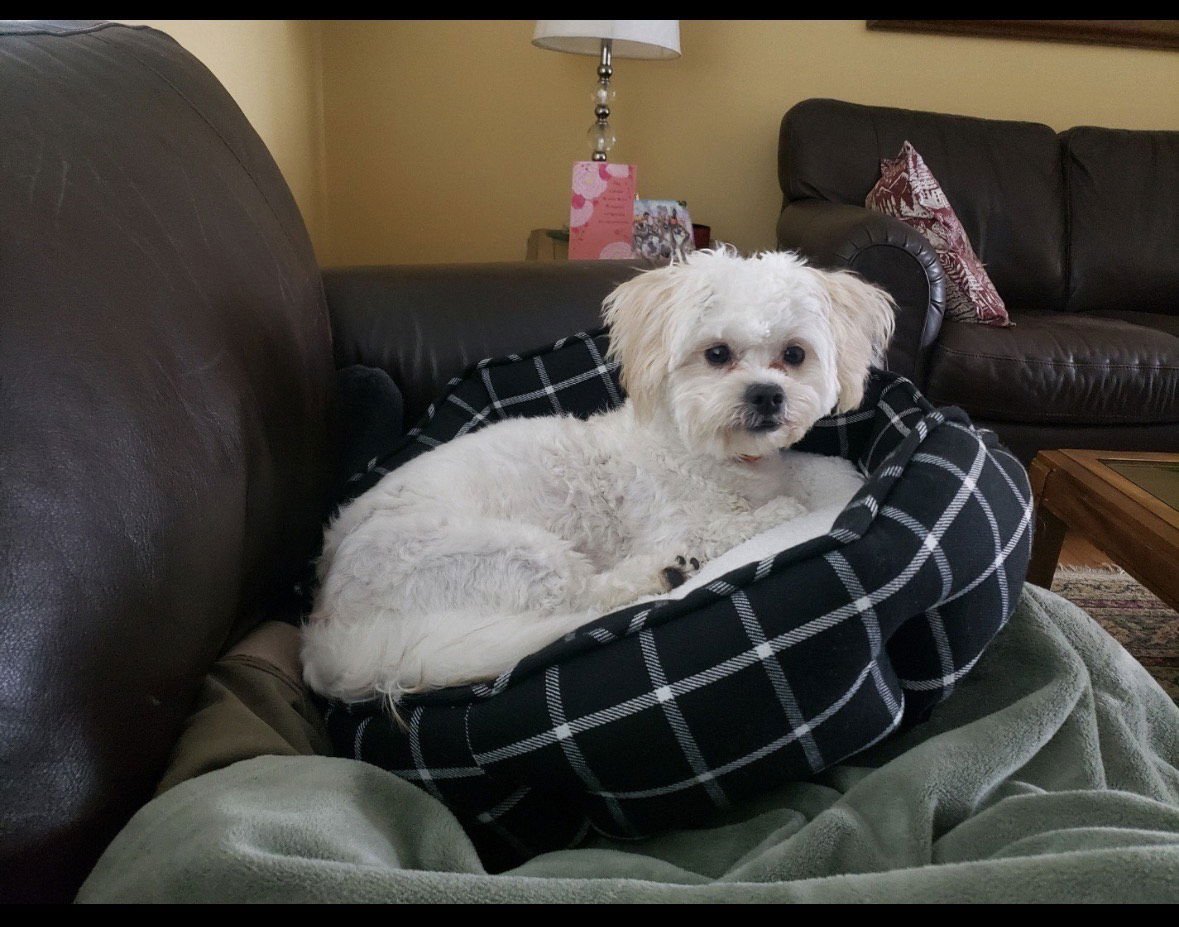 ROCKI APPLICATIONS CLOSED - Maltese available for adoption