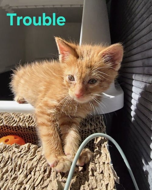 C323 LITTER TROUBLE