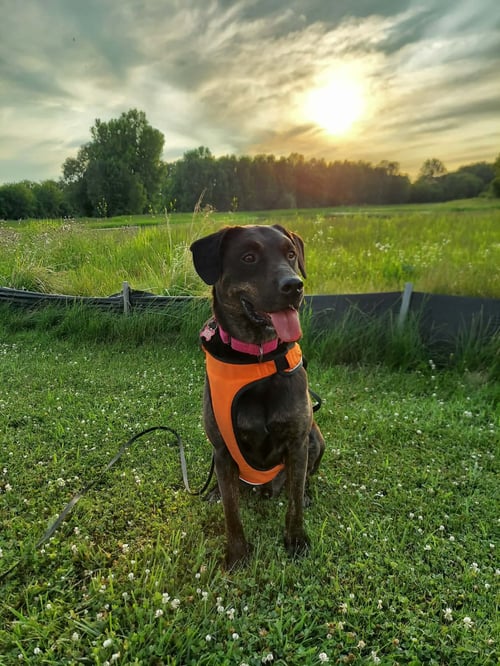SONIC - Labrador Retriever / Hound available for adoption