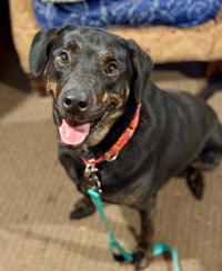 Sonic - Photo 4