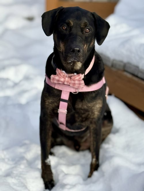 SONIC - Labrador Retriever / Hound available for adoption