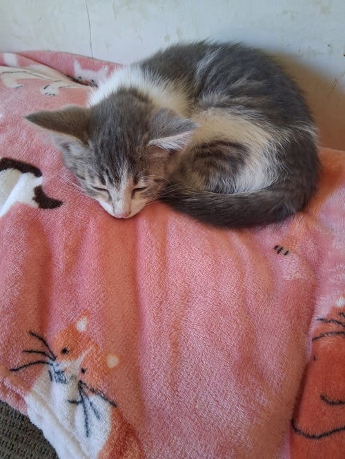 C324 LITTER TINY-ADOPTED - Domestic Medium Hair / Tabby available for adoption