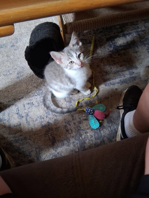 C324 LITTER TINY-ADOPTED - Domestic Medium Hair / Tabby available for adoption