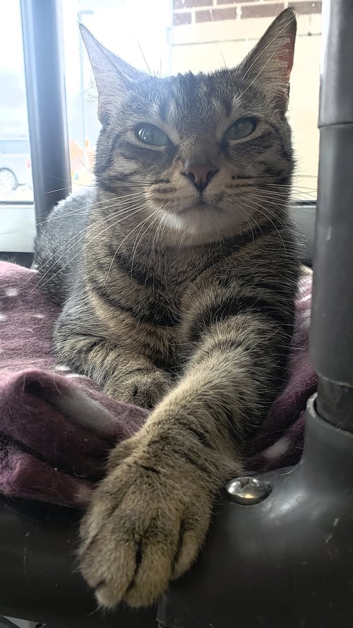 KIKI - Domestic Short Hair available for adoption